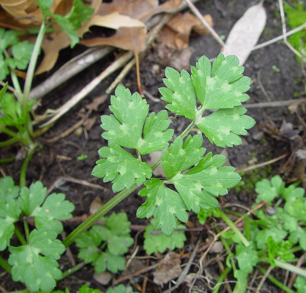 Ranunculus Repens